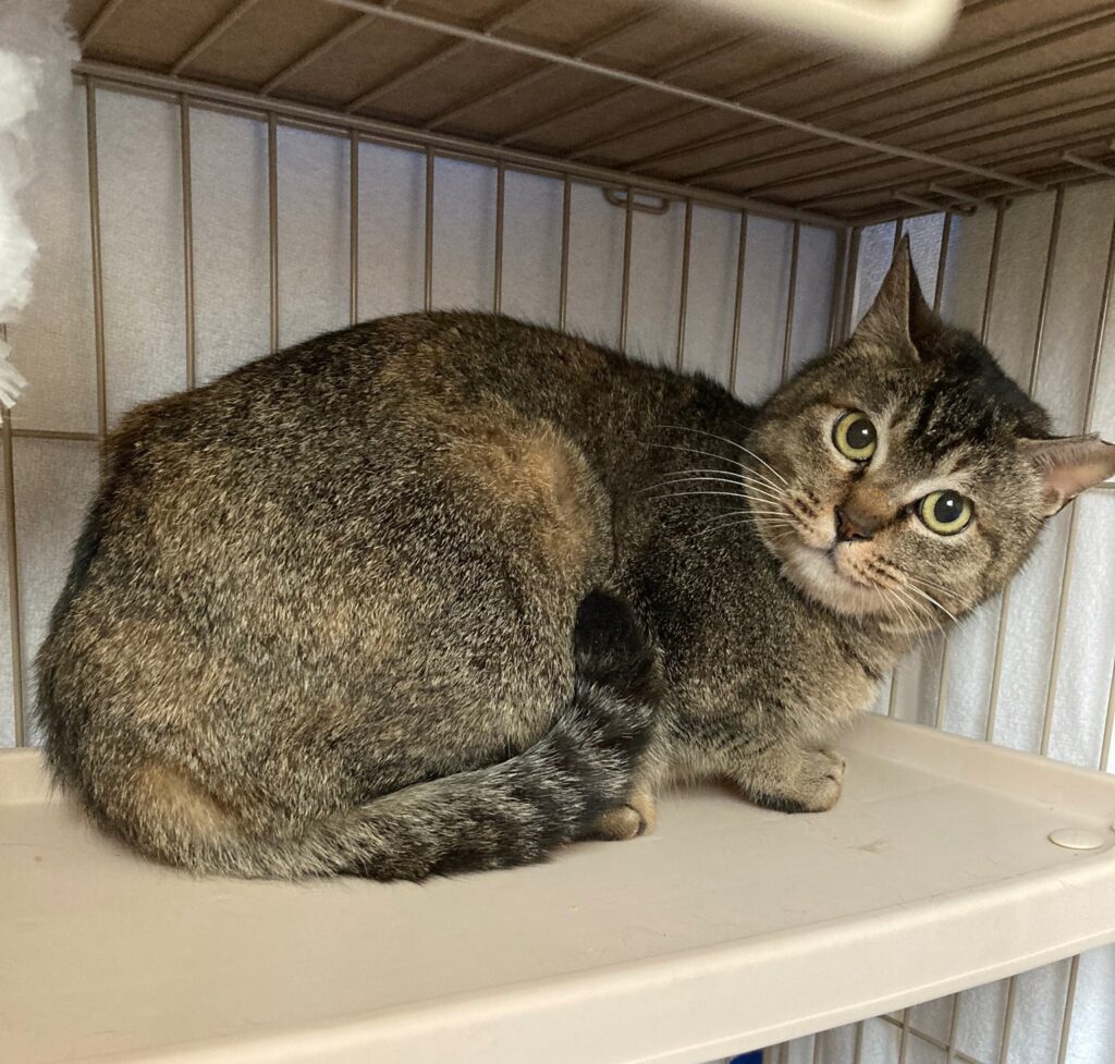 美人ちゃん(ビジンちゃん)