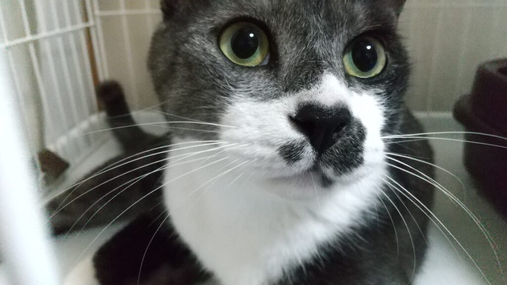 一輝（いつき）