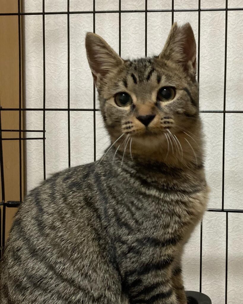 可憐（写真左）